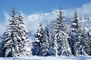 WA, Mt. Baker Snoqualmie NF, Gold Creek Basin, snow covered trees