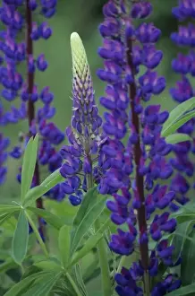 Spring Time Prints: WA, Mt. Baker Snoqualmie NF, near Enumclaw, lupine