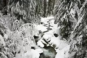 Images Dated 25th February 2006: WA, Mt. Baker Snoqualmie NF; South Fork Snoqualmie River after winter snow storm