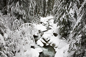 Images Dated 25th February 2006: WA, Mt. Baker Snoqualmie NF; South Fork Snoqualmie River after winter snow storm