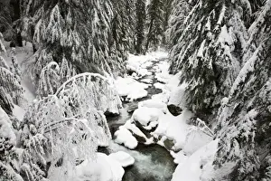 Images Dated 25th February 2006: WA, Mt. Baker Snoqualmie NF; South Fork Snoqualmie River after winter snow storm