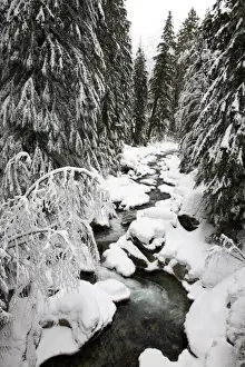 Snoqualmie River Prints: WA, Mt. Baker Snoqualmie NF; South Fork Snoqualmie River after winter snow storm