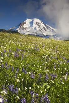 Images Dated 12th August 2006: WA, Mt. Baker Wilderness, Mt. Baker and wildflower meadow from Skyline Divide