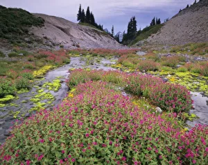 WA, Mt. Rainier