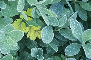 WA, Mt. Rainier National Park, Huckleberry leaves with frost