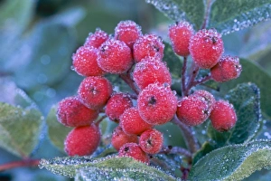 Images Dated 19th May 2009: WA, Mt. Rainier National Park, Mountain Ash