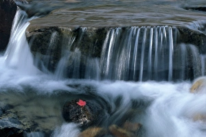 Images Dated 1st May 2007: WA, Mt. Rainier NP, Edith Creek with maple leaf