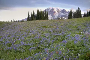 Subalpine Prints: WA, Mt. Rainier NP, Mt. Rainier and wildflowers at Mazama Ridge