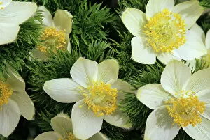 Images Dated 29th May 2007: WA, Mt. Rainier NP, Paradise Valley, Western Anemones