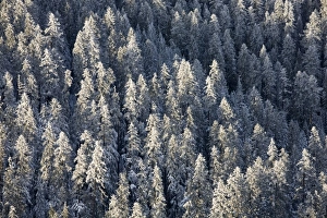 Images Dated 24th February 2006: WA, Mt. Rainier NP, Snow covered trees