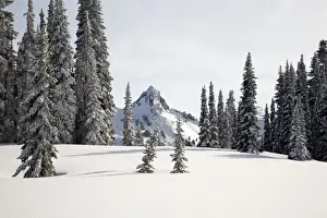 Images Dated 24th February 2006: WA, Mt. Rainier NP, Snow covered trees with Tatoosh Range