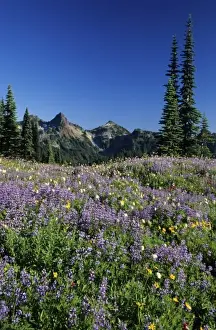 WA, Mt. Rainier NP, Tatoosh Range and lupine meadow in Paradise Valley