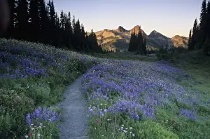WA, Mt. Rainier NP, Tatoosh Range with trail and lupine meadow on Mazama Ridge