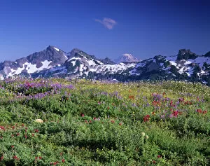Images Dated 1st May 2007: WA, Mt. Rainier NP, Tatoosh Range with wildflower meadow from Skyline trail; Mt