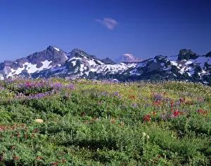 Skyline Trail Prints: WA, Mt. Rainier NP, Tatoosh Range with wildflower meadow from Skyline trail; Mt