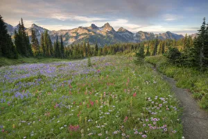 Images Dated 17th August 2009: WA, Mt. Rainier NP, Tatoosh Range and wildflowers, view from Mazama Ridge