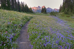 WA, Mt. Rainier NP, Tatoosh Range and wildflowers, view from Mazama Ridge