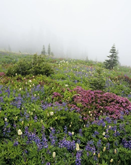Images Dated 28th July 2008: WA, Mt. Rainier NP, Wildflowers and Fog at Mazama Ridge
