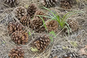 WA, Okanogan National Forest, Ponderosa Pine cones and needles