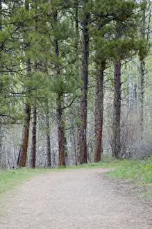 Okanogan County Prints: WA, Okanogan National Forest, Pondersoa Pines and trail, on Sun Mountain in the Methow