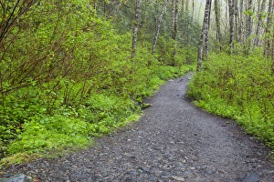 Public Lands Prints: WA, Olallie State Park, Forest trail