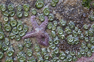 WA, Olympic National Park, Beach 4, Ochre Sea Star and Green Sea Anemones