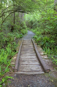 Boardwalk Prints: WA, Olympic National Park, Cape Alava trail, cedar boardwalk