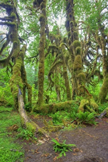 Images Dated 24th June 2009: WA, Olympic National Park, Hoh Rain Forest, Hall of Mosses, moss covered trees and ferns