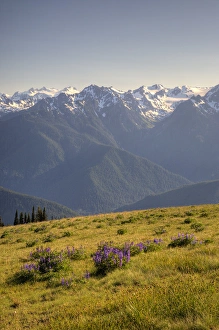 Images Dated 30th June 2009: WA, Olympic National Park, Hurricane Ridge, Olympic Mountain Range and subalpine