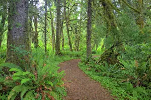 WA, Olympic National Park, Quinault Rain Forest, moss covered trees along the Kestner