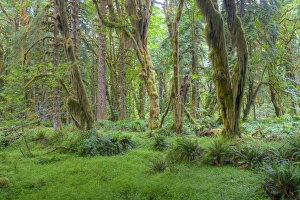 Images Dated 25th June 2009: WA, Olympic National Park, Quinault Rain Forest, moss covered trees