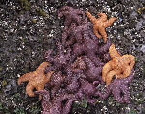 WA, Olympic National Park, Rialto Beach, Ochre Sea Stars