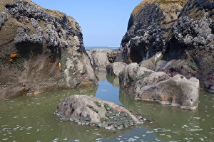 WA, Olympic National Park, Ruby Beach, Ochre Sea Stars and Green Anemones