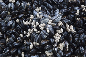 Images Dated 23rd June 2009: WA, Olympic National Park, Second Beach, California mussels and barnacles