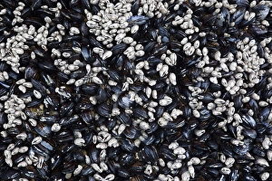 Images Dated 23rd June 2009: WA, Olympic National Park, Second Beach, California mussels and barnacles