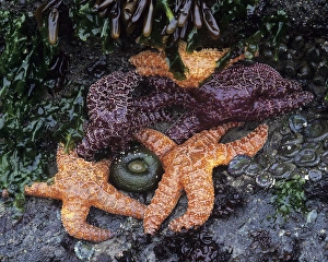 WA, Olympic National Park, Shi-Shi Beach, Ochre Sea Stars and Green Sea Anemones