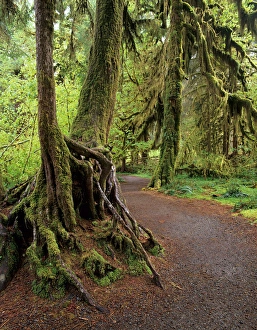 Images Dated 1st May 2007: WA, Olympic NP, Hoh Rain Forest, Hall of Mosses and trail with Big Leaf Maple trees
