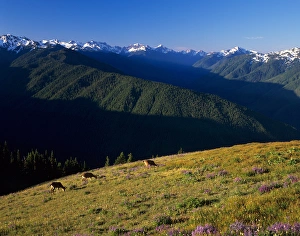Images Dated 1st May 2007: WA, Olympic NP, Olympic Mountain Range with subalpine lupine meadow and deer, view