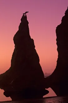 Olympics Prints: WA, Olympic NP, Rialto Beach at sunset