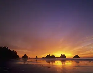Sea Scape Prints: WA, Olympic NP, Shi Shi beach at sunset, Point of the Arches