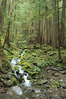 WA, Olympic NP, Sol Duc Valley, rainforest with stream