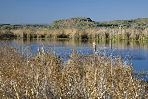 Images Dated 8th May 2009: WA, Othello, Columbia Naitonal Wildlife Refuge, cattails at Shoreler Lake