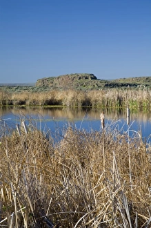 Columbia Nwr Prints: WA, Othello, Columbia Naitonal Wildlife Refuge, cattails at Shoreler Lake