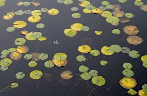 WA, Phantom Lake, Lilly Pads