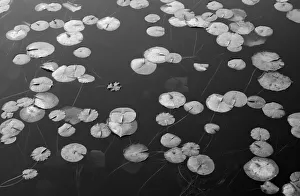 Images Dated 23rd January 2020: WA, Phantom Lake, Lilly Pads