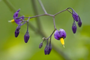 Images Dated 21st August 2007: WA, Redmond, Bittersweet, Climbing Nightshade, Solanum dulcamara