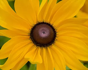 Images Dated 4th August 2020: WA, Redmond, Black Eyed Susan