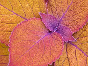 Redmond Prints: WA, Redmond, Coleus Plant, Leaf Design