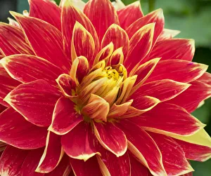 Redmond Prints: WA, Redmond, Dahlia