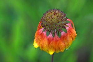 Images Dated 26th August 2007: WA, Redmond, Firewheel, Indian Blanket, Gaillardia, Gaillardia pulchella, sunflower